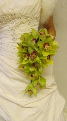 Lime cymbidium